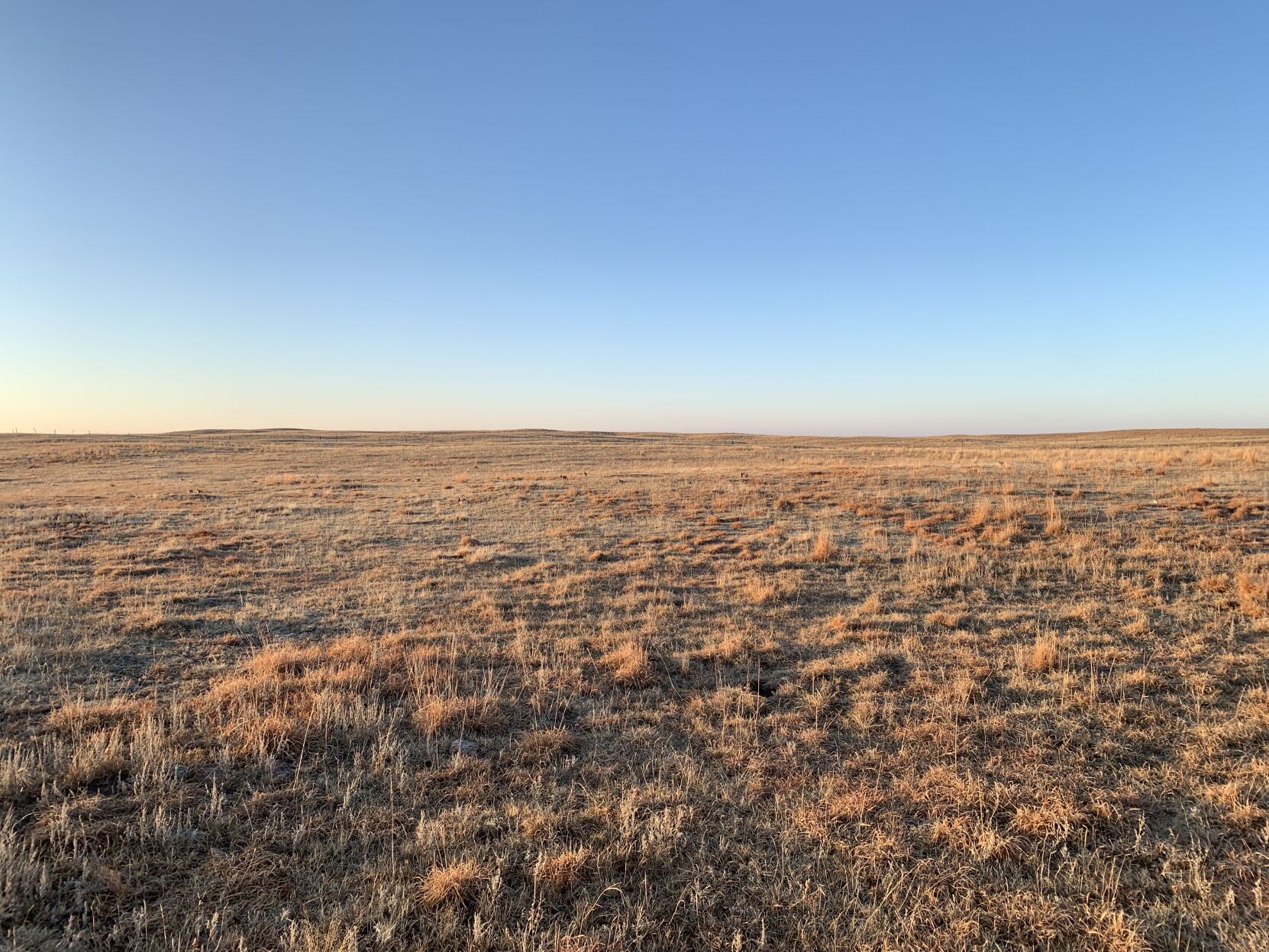 The lek at sunrise